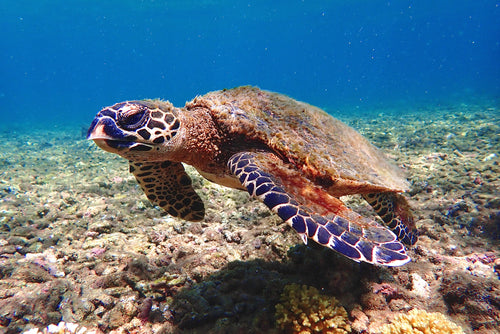 Hawksbill Sea Turtle Bracelet
