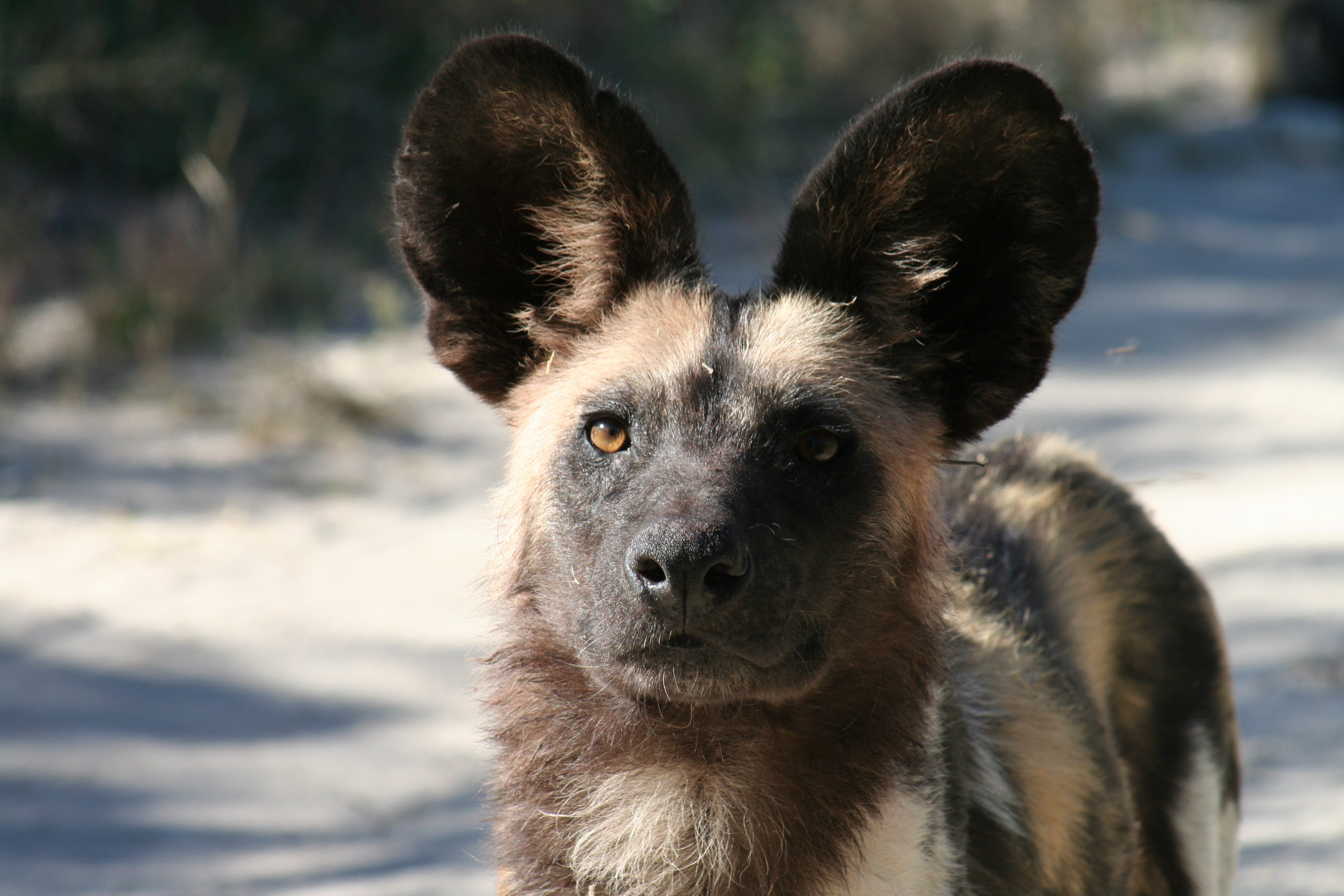 African painted dog with large ears standing on a sandy ground