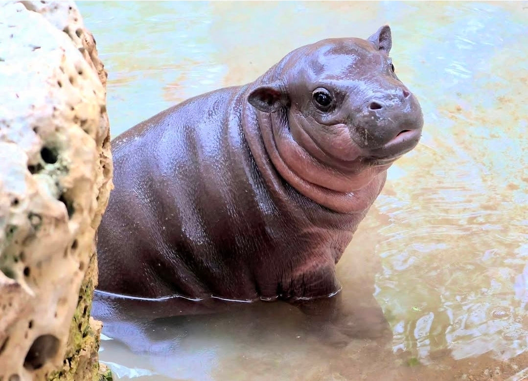A baby pygmy hippopotamus standing in shallow water next to a rock, with its dark brown skin and pinkish neck visible above the waterline.