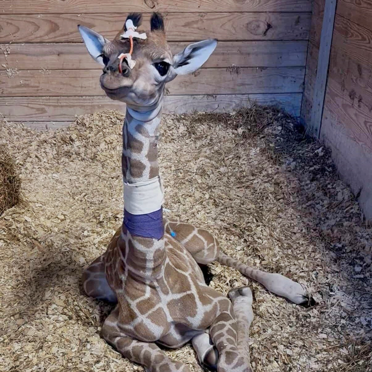 A young giraffe sitting on a bed of wood shavings inside a wooden enclosure. The GIraffe has a long neck, brown and beige spotted pattern, and a purple band around the neck.