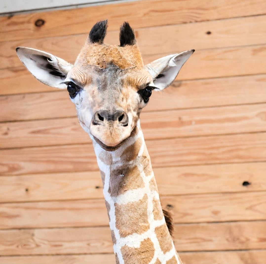 A close-up photo of a giraffe facing forward against a light brown wooden plank background.