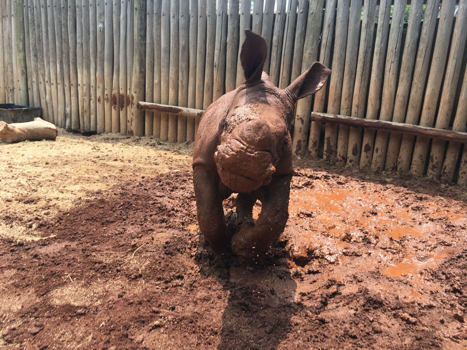 A small rhino calf standing in a muddy enclosure with a bamboo fence in the background.