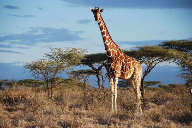 Giraffe standing in a savannah with trees and blue sky in the background