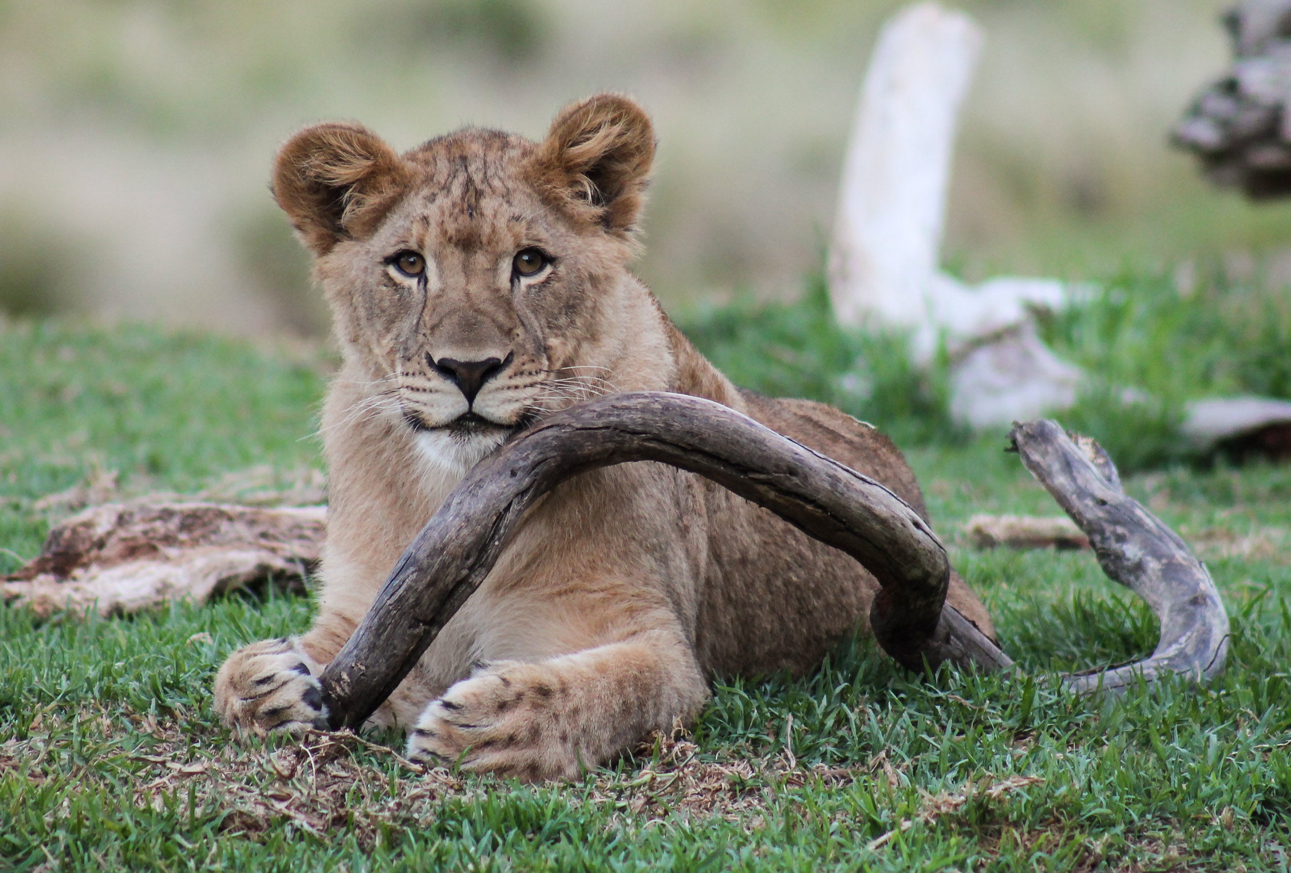 Lion Bracelet