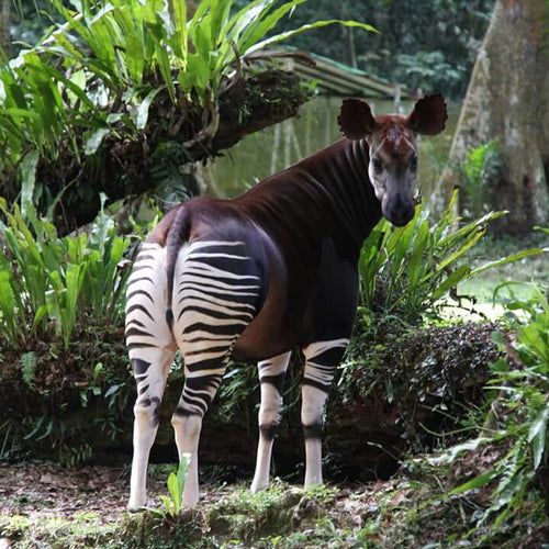 Okapi Bracelet