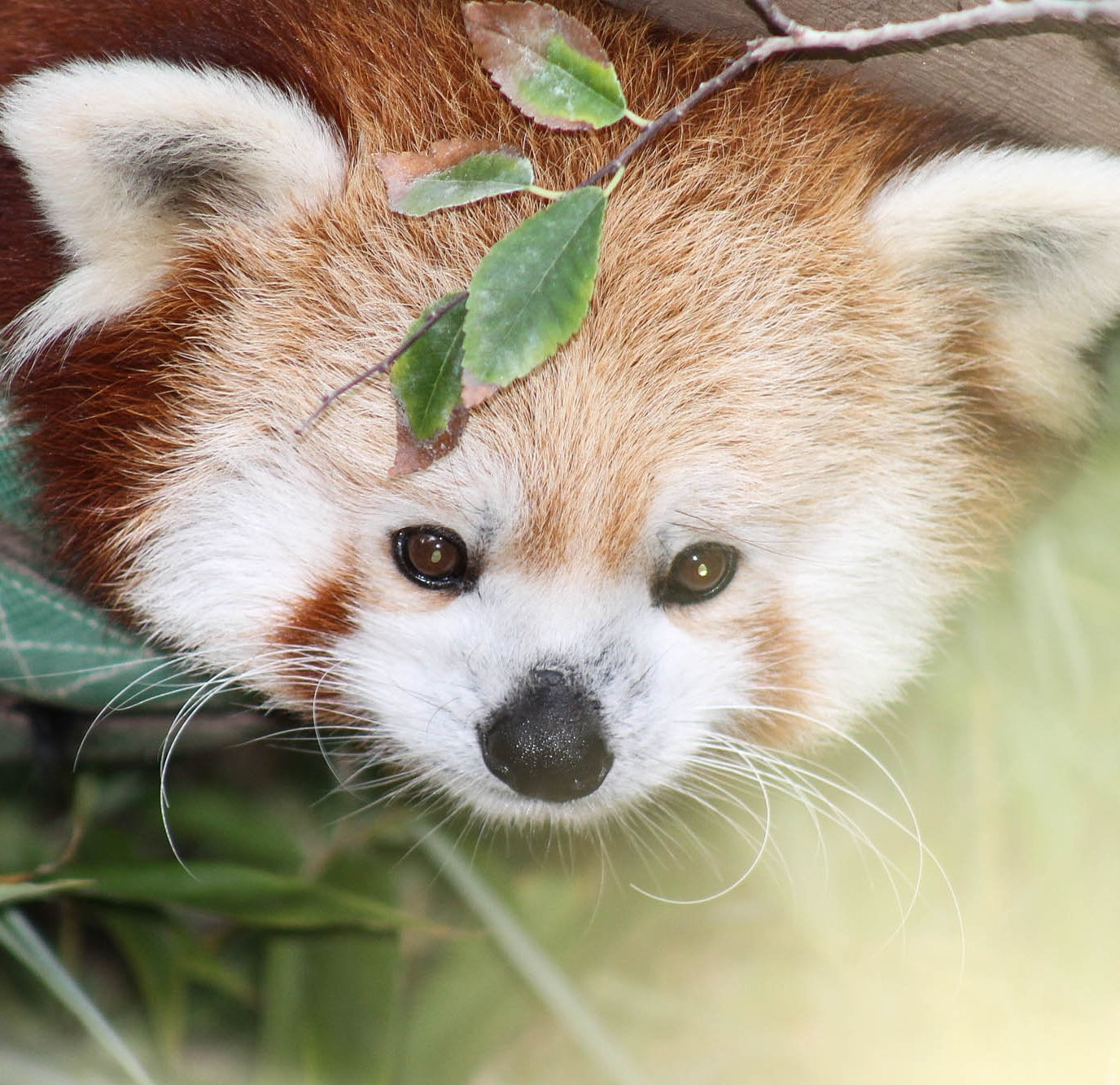 Red Panda Bracelet Set