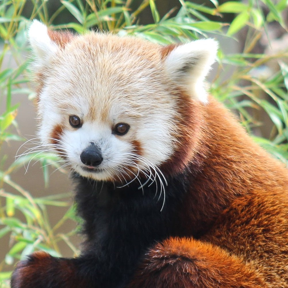 Red panda sitting among green foliage