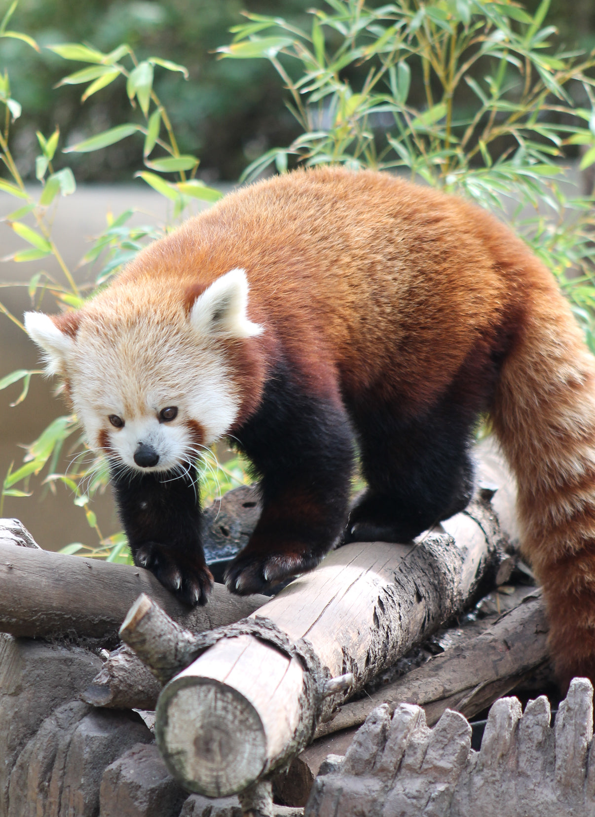Red panda on a log with green foliage in the background